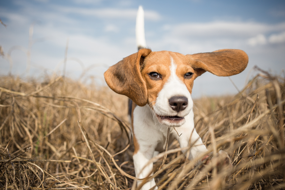 Een jonge beagle met wapperende oren tussen het gras