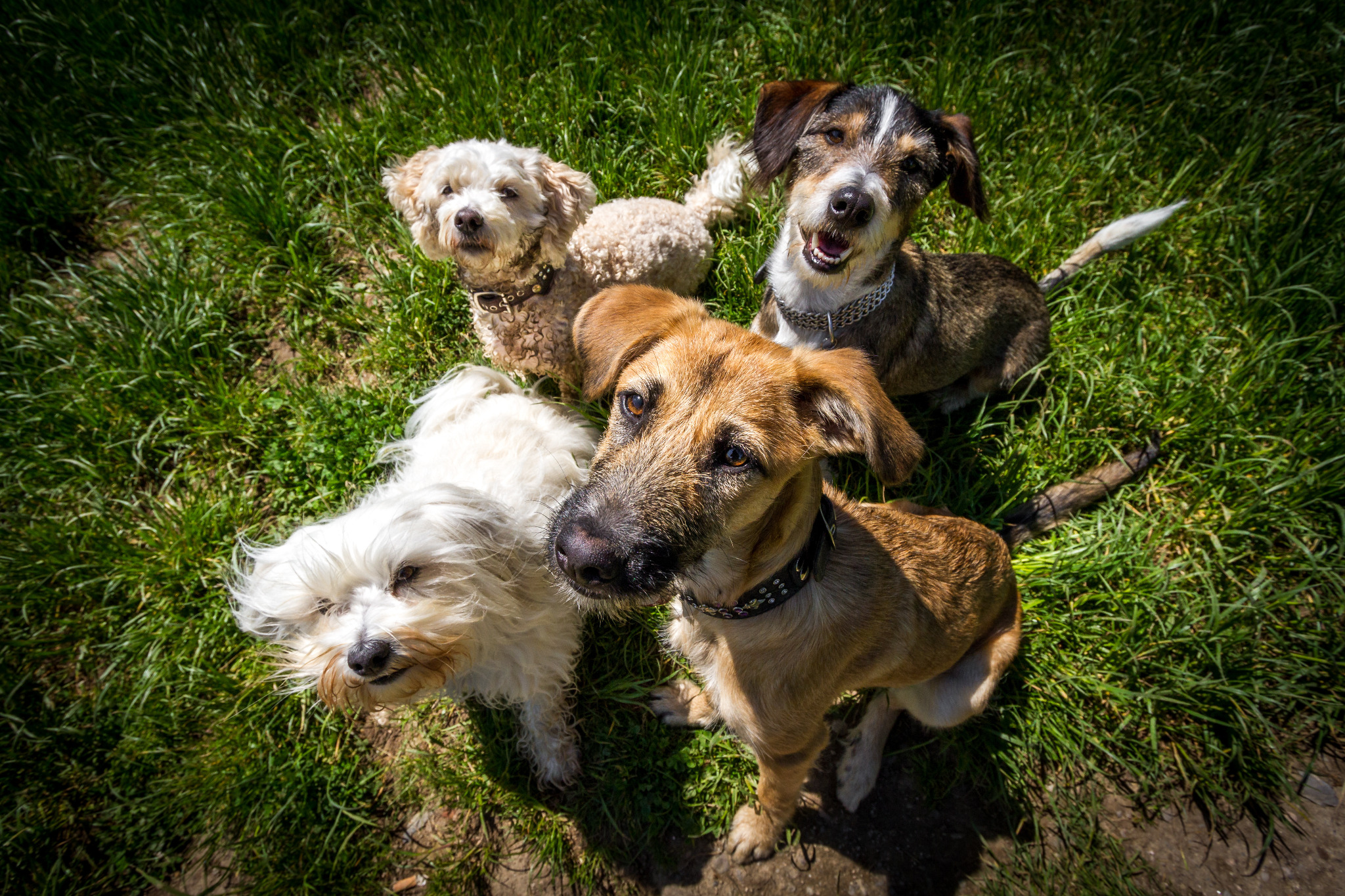 Vier vrolijke honden samen in het gras