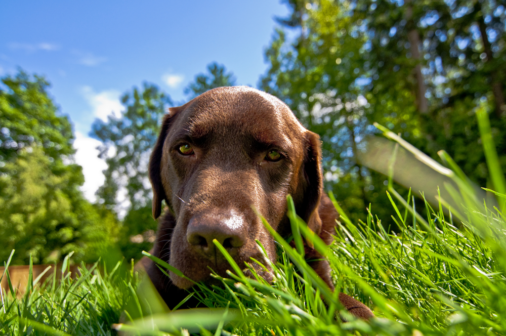 Een bruine labrador ligt ontspannen in het groene gras