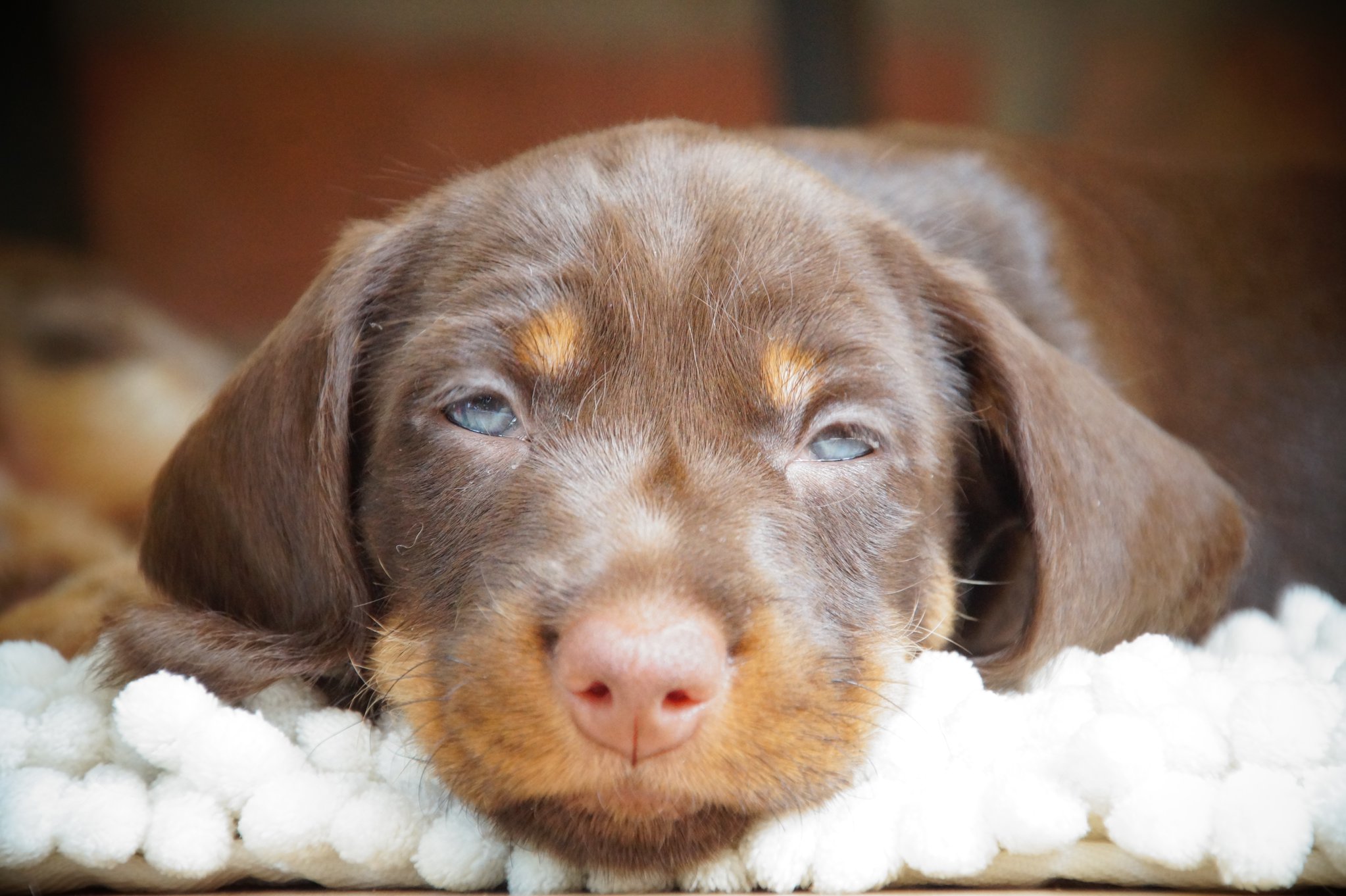 Een bruine puppy rust op een zachte witte deken