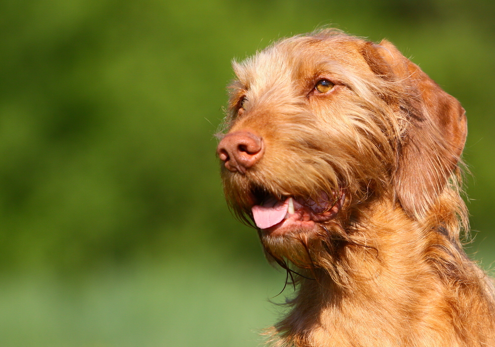 Portret van een vrolijke ruwharige hond in de zon